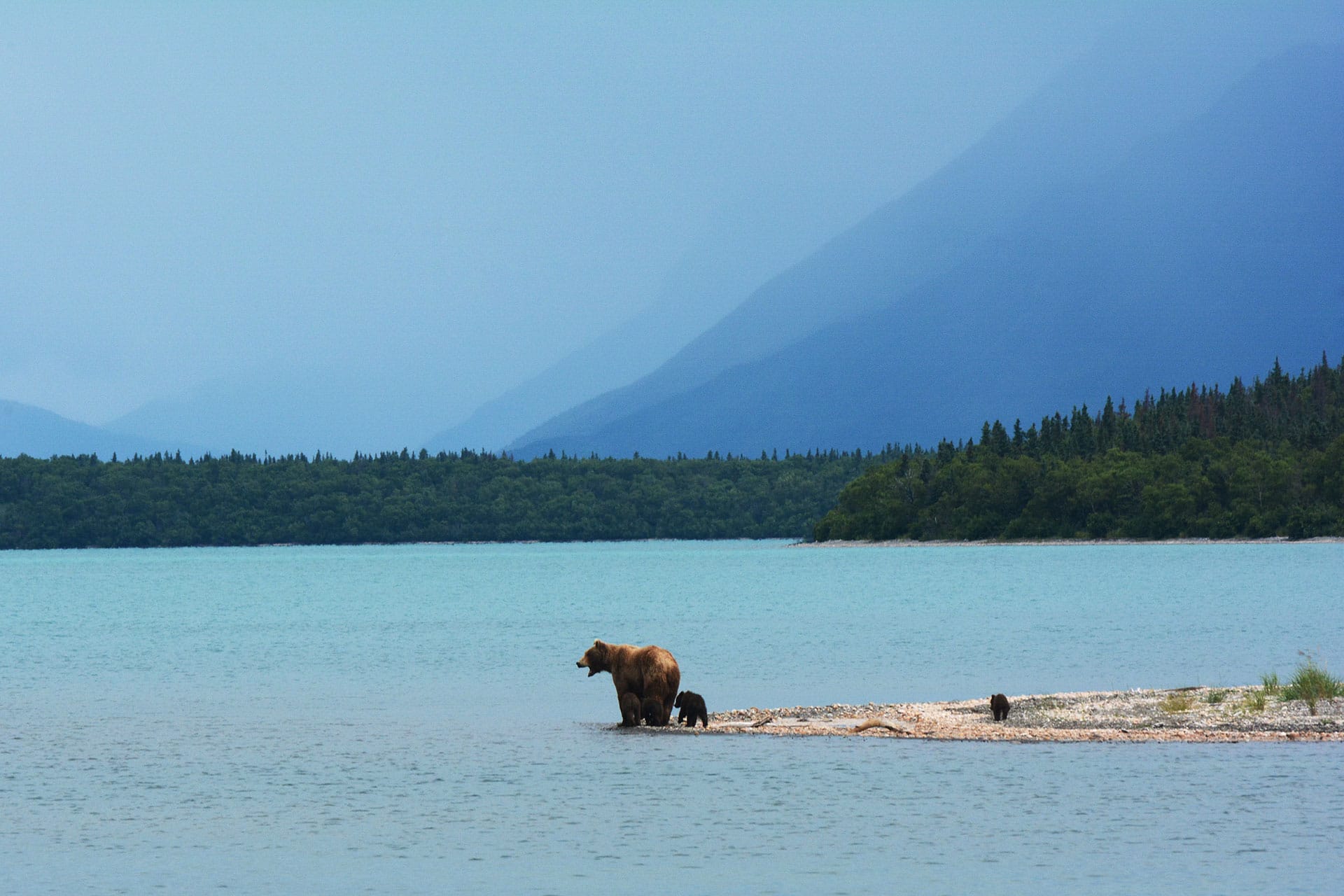 Grizzly Bear Naknek Lake in Alaska