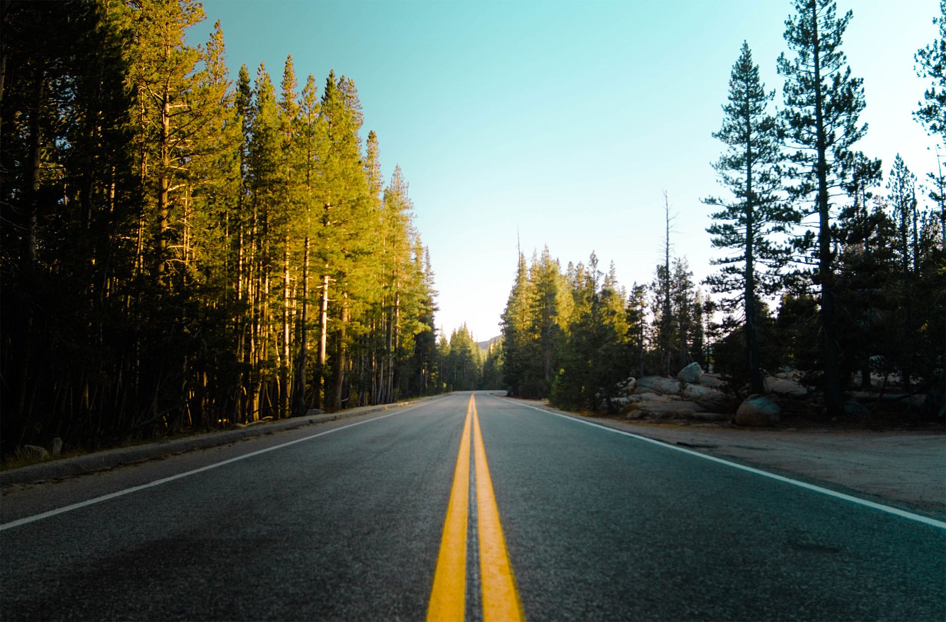 Alabama road trips with pine trees